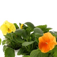 Pansy F1 Citrus Ice Mixed 6 Pack Boxed Bedding