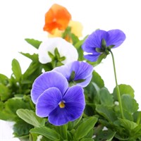 Pansy F1 Clarity 6 Pack Boxed Bedding