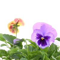 Pansy Cool Wave Mixed 10.5cm Pot Bedding 