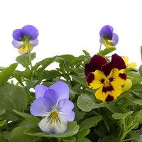 Pansy Cool Wave Mixed 6 Pack Boxed Bedding