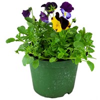 Pansy Cool Wave Spreading and Trailing 2L Pot Bedding