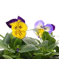 Pansy F1 Blue Morpho 6 Pack Boxed Bedding 