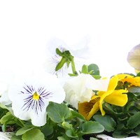 Pansy F1 Cats Whiskers Mixed 6 Pack Boxed Bedding