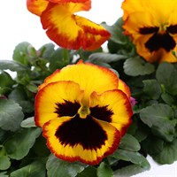 Pansy F1 Fire Surprise 6 Pack Boxed Bedding