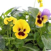 Pansy F1 Frizzle Sizzle 6 Pack Boxed Bedding