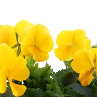 Pansy F1 Golden Yellow 6 Pack Boxed Bedding