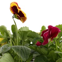 Pansy F1 Apple Cider Mix 6 Pack Boxed Bedding 