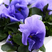 Pansy F1 Light Blue 6 Pack Boxed Bedding