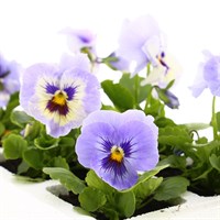 Pansy F1 Marina 6 Pack Boxed Bedding
