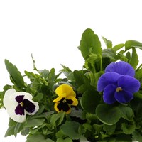 Pansy F1 Mixed 20 Pack Boxed Bedding