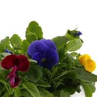 Pansy F1 Mixed 6 Pack Boxed Bedding