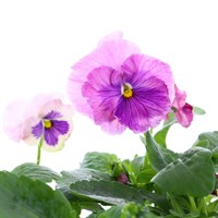 Pansy F1 Pink Shades 6 Pack Boxed Bedding