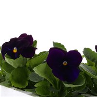 Pansy F1 Violet 6 Pack Boxed Bedding