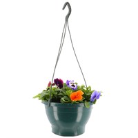 Pansy Mixed 25cm Hanging Pot Bedding 