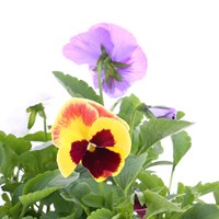 Pansy F1 Mixed 2L Pot Bedding