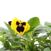 Pansy F1 Red Wing 6 Pack Boxed Bedding