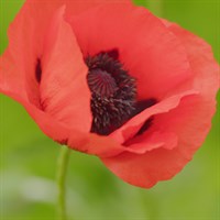 Papaver Allegro Perennial Plant 9cm Pot - Set of 3