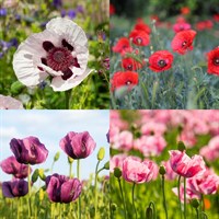 Papaver Perennial Set - Mixed Colours - 5 x 9cm Pots