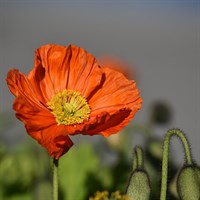 Papaver Rupifragum Orange Feathers Perennial Plant in a 9cm Pot