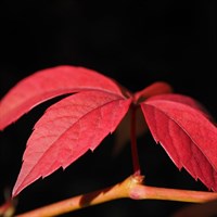 Parthenocissus Henryana 3 Litre Climber Plant