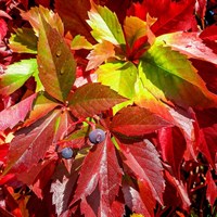 Parthenocissus Quinquefolia 3 Litre Climber Plant