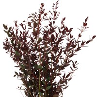 Parvi (x5 Individual Stems) - Red