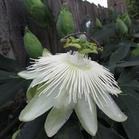 Passiflora Snow Queen Climber 3L Pot