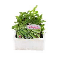 Peas Kelvedon Wonder 6 Pack Boxed Vegetable