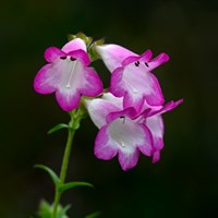 Penstemon Laura Perennial Plant 9cm Pot - Set of 3