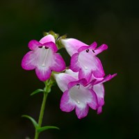 Penstemon Pensham Laura 2L Perennial Plant - Set of 3