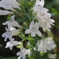 Penstemon Pensham Wedding Day 2L Perennial Plant - Set of 3
