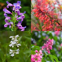 Penstemon Perennial Set - Mixed Colours - 3 x 2L Pots