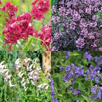 Penstemon Perennial Set - Mixed Colours - 6 x 9cm Pots