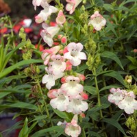 Penstemon Phoenix Appleblossom 2L Pot - Set of 3