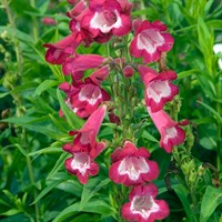 Penstemon Phoenix Magenta Perennial Plant 2L Pot - Set of 3