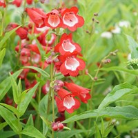 Penstemon Phoenix Red Perennial Plant 2L Pot - Set of 3