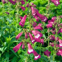 Penstemon Phoenix Violet Perennial Plant 2L Pot - Set of 3