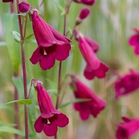 Penstemon Ruby Rich 9cm Perennial Plant - Set of 3