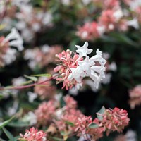 Abelia Chinensis - 7.5L Pot