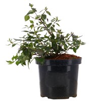 Abelia grandiflora 'Kaleidoscope' - 7.5L Pot