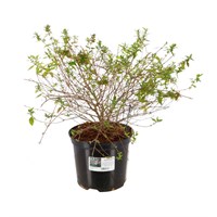 Abelia grandiflora 'Sherwoodii' - 2L Pot