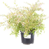 Abelia 'Hopley's' - 7.5L Pot