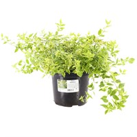 Abelia 'Radiance' - 4L Pot