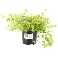 Abelia 'Radiance' - 7.5L Pot