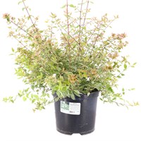 Abelia 'Sparkling Silver' - 7.5L Pot