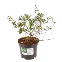 Abelia x grandiflora - 2L Pot