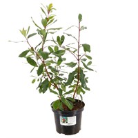 Arbutus unedo - 4L pot