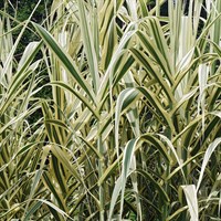 Arundo 'Ely' - 4L Pot