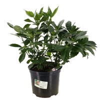 Aucuba 'Rozannie' - 7.5L Pot