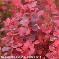 Berberis 'Orange Rocket' - 4L Pot